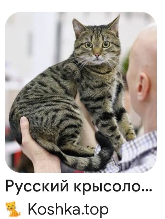 Продам кысылова.