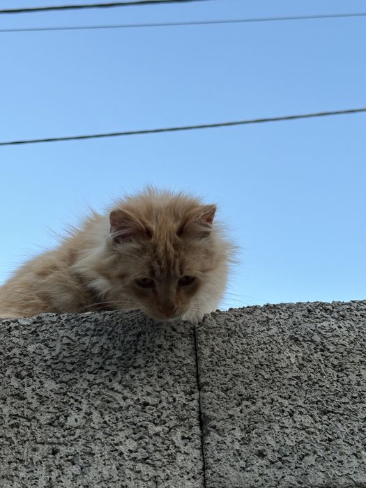 Отдам кота в хорошие руки