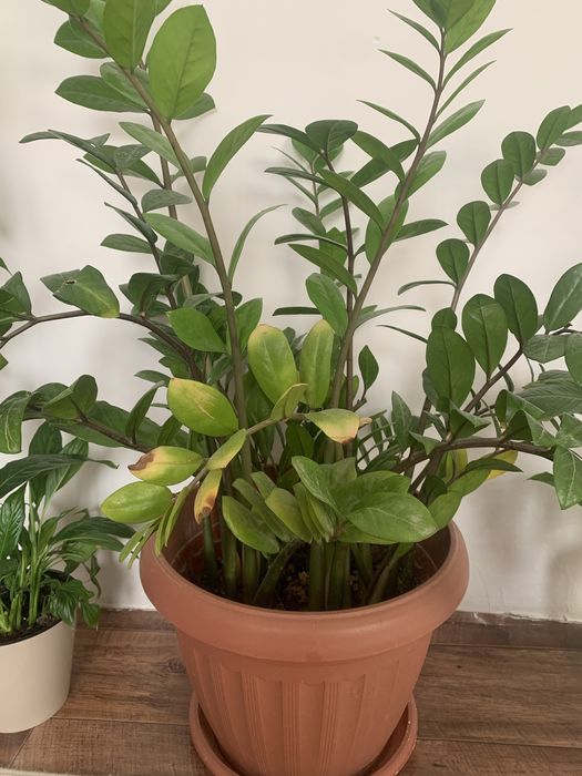 Комнатные цветы фикус замиокулькас