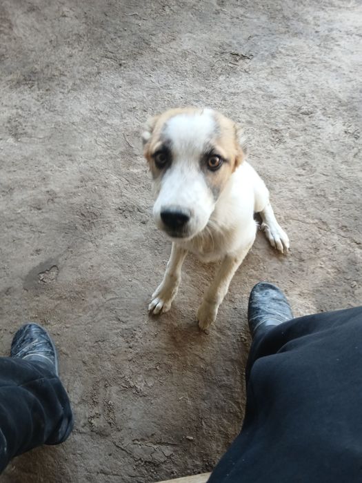 6 ti panja it juda oyin qaroq