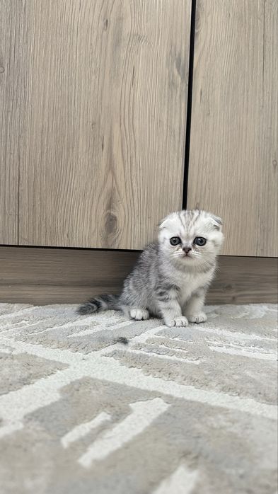 Котята шотландские вислоухие