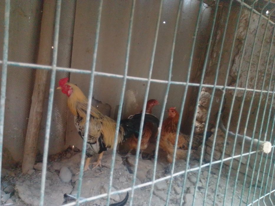 Tovuqlar sotiladi