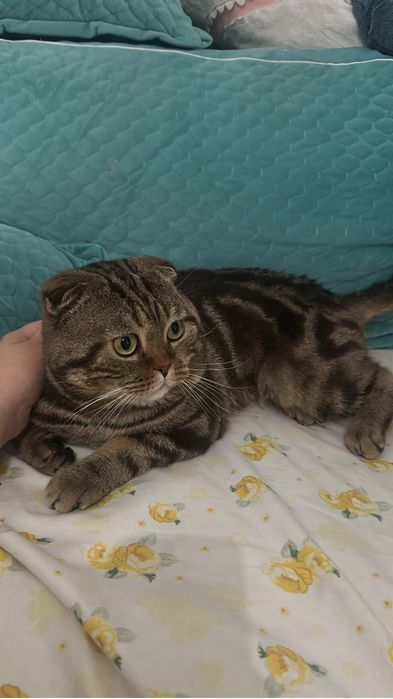Шотландский вислоухи