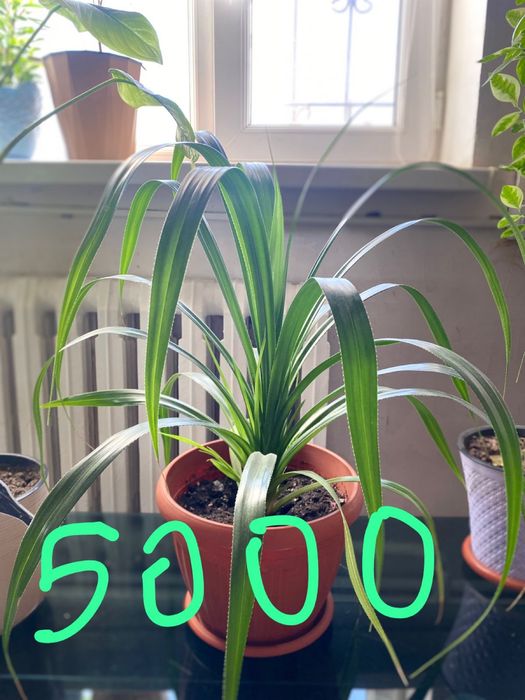 Үй гүлдері сатылады.