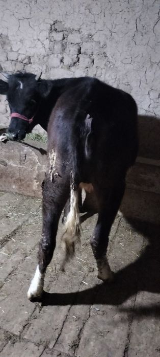 Семіз кашар сатылады