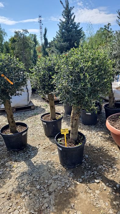 Măslin olive  bonsai