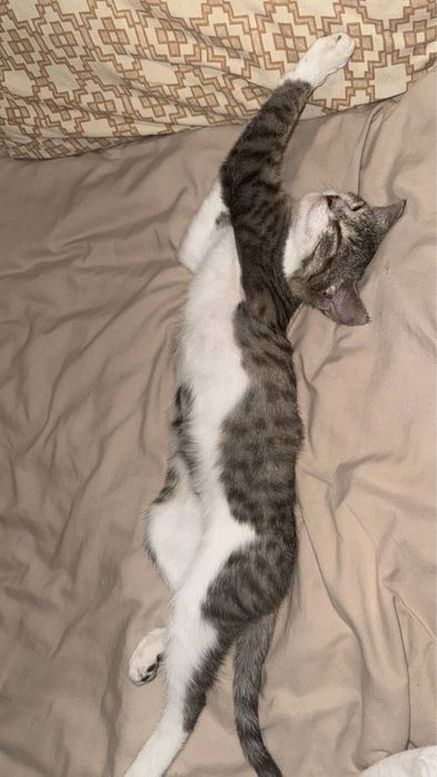 Котенок маленький ласковый