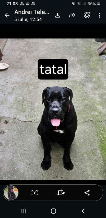 Cățeluși Cane Corso