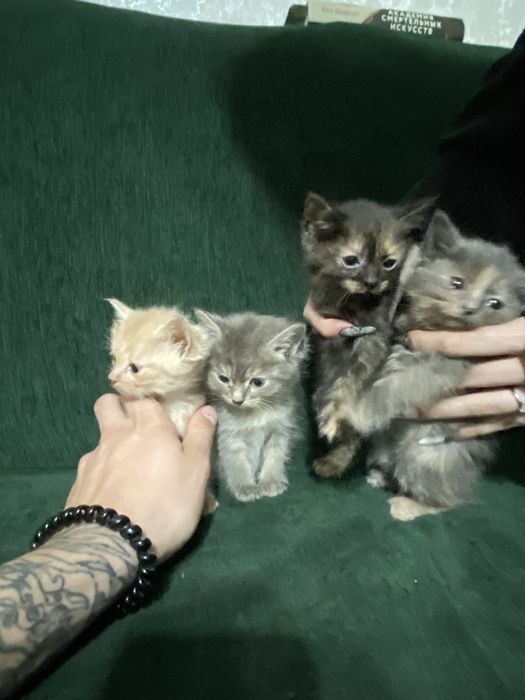 Котята в хорошие руки отдам