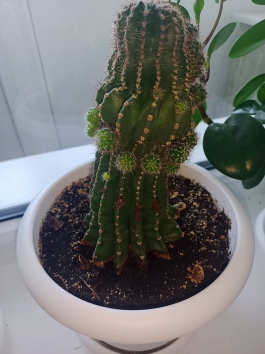 Цветы комнатные .