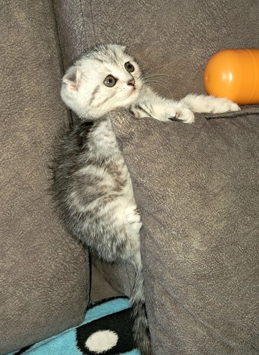 Котёнок. Фолд. Девочка