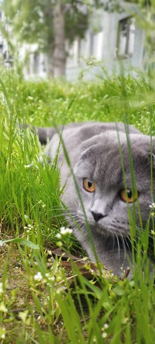 Viyaskaga privazno mushug irlandiya