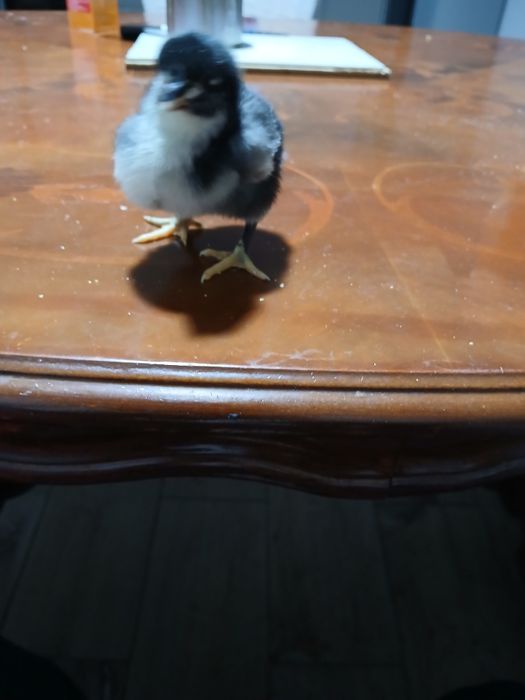 Vand pui de găină 12 la număr