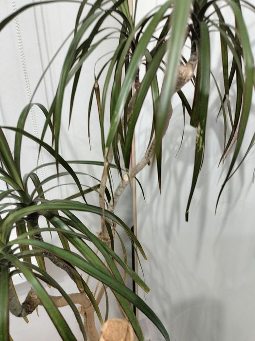 Продам драцену растение для интерьера