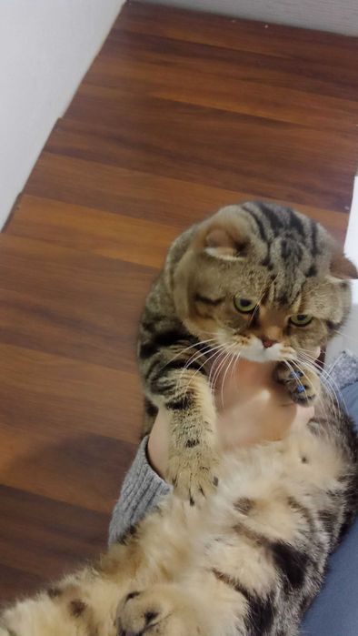 Кот. Вязка Скотиш Фолд