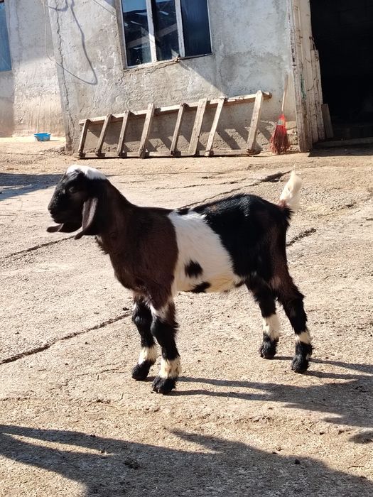 Țăpisor anglo nubian