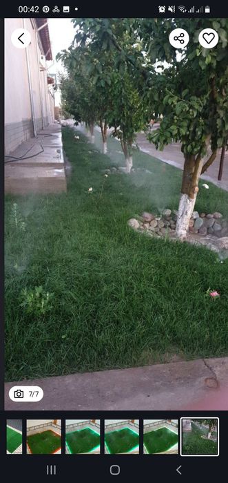 Ispaniya, Daniya gazon urug'lari ekib beriladi.