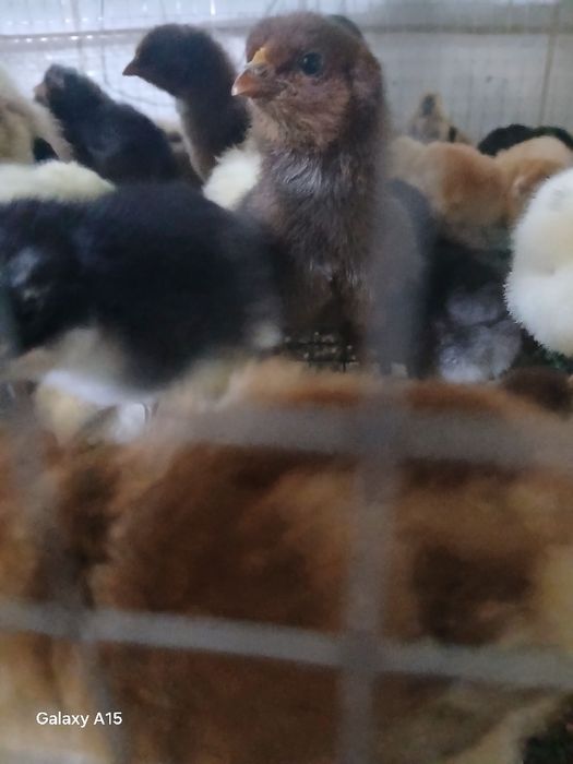 Domashni jo‘ja bor 10ming so‘m