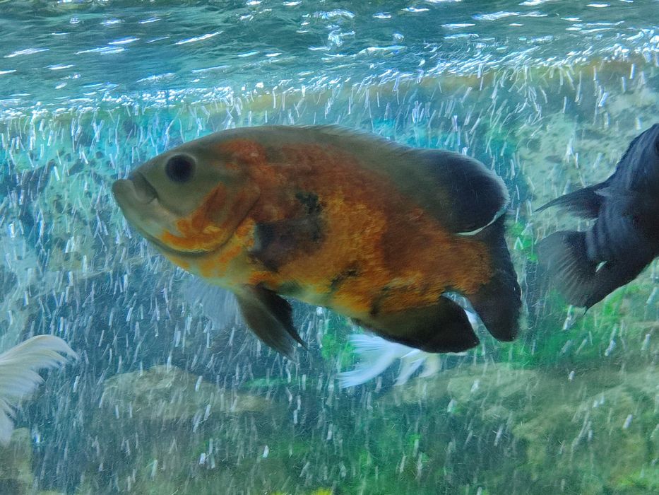 Рыбы глазчатый астранокус