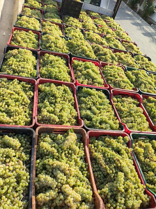 Vând Struguri de vin