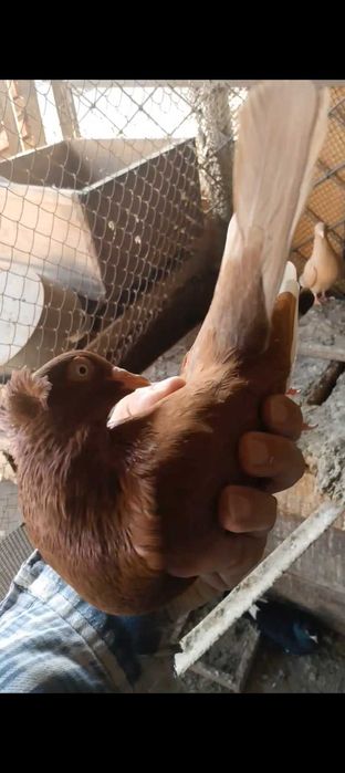 Голуби голуби голуби