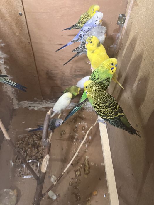 Волнистый попугай