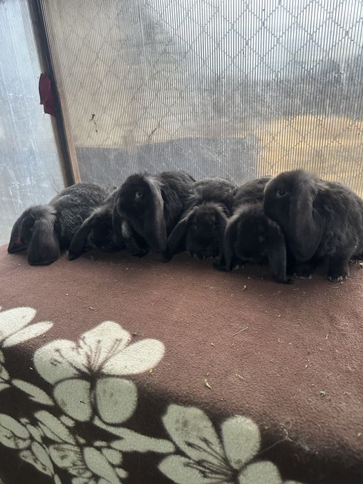 Iepuri berbec german