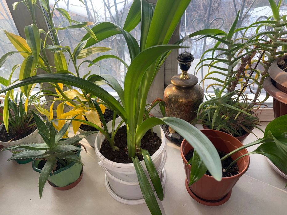 Продам комнатные цветы