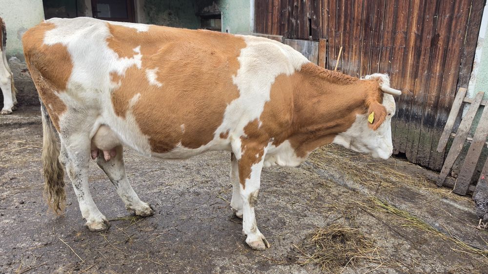 Vând vaca 7 ani  gestanta