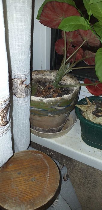 Plante ornamentaleLamai, peperomia hope si begonia frunze rosii