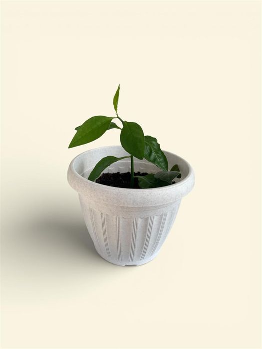 Продается домашние цветы