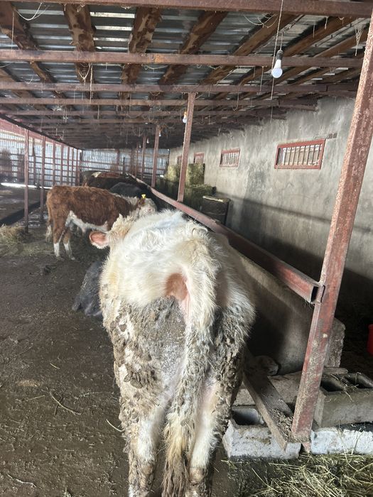 Бычок на откорме