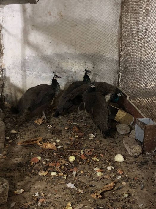 Товуслар сотилади