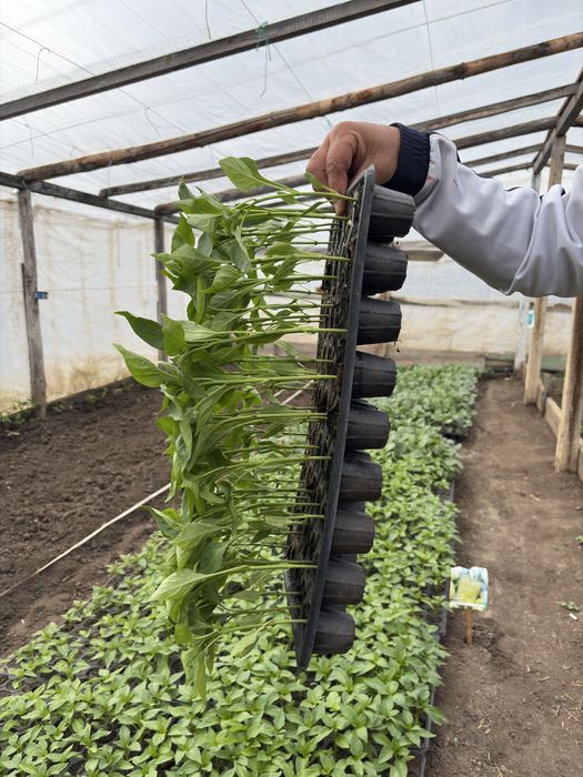 Răsaduri sănătoase de legume – pregătite pentru plantare