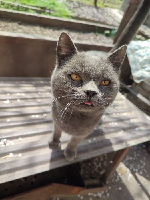 Отдам кота в хорошие руки