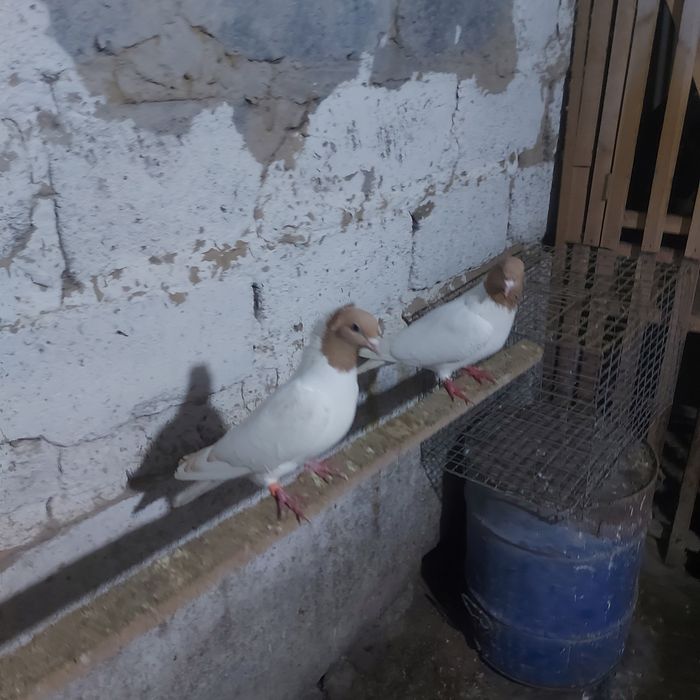 Сары бас  чубати самка лиси самец