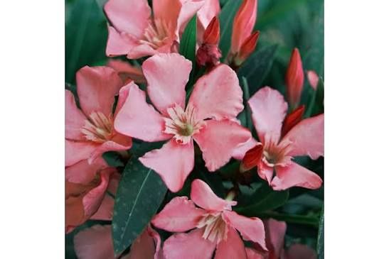 Leandru (Toate culorile în Stoc )