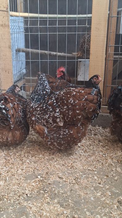 Familie Orpington porțelan