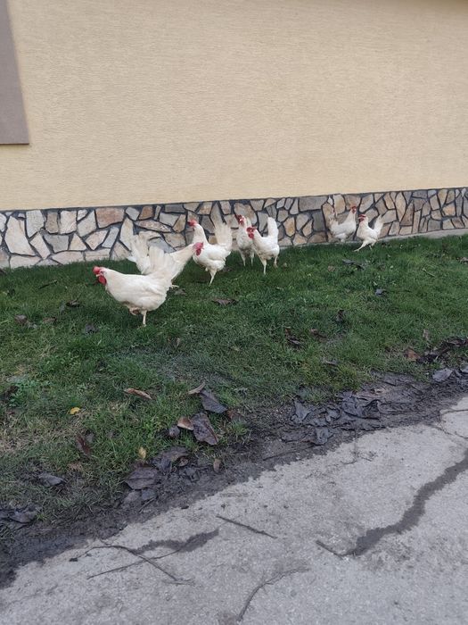 Оплодени яйца от бял легхорн