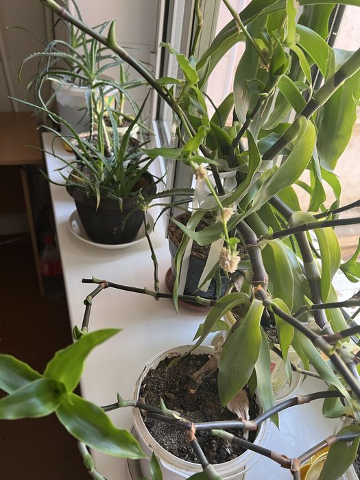 Комнатные цветы лечебное Алоэ и золотой ус