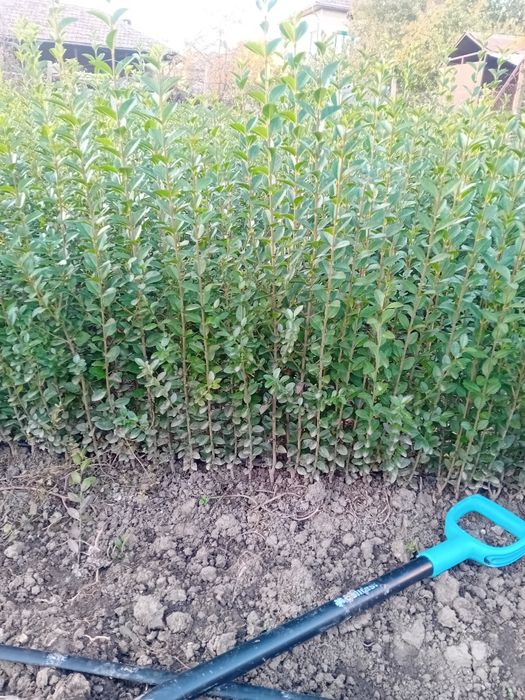 Лигуструм на гол корен