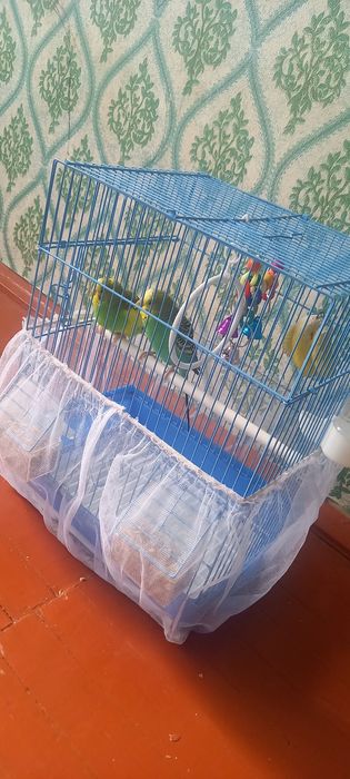 Попугайлар сатамын