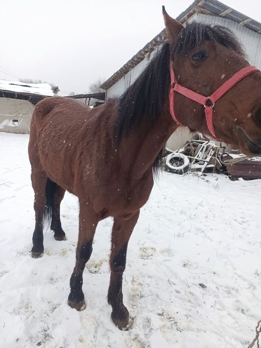 Жылкы сатылады мерин