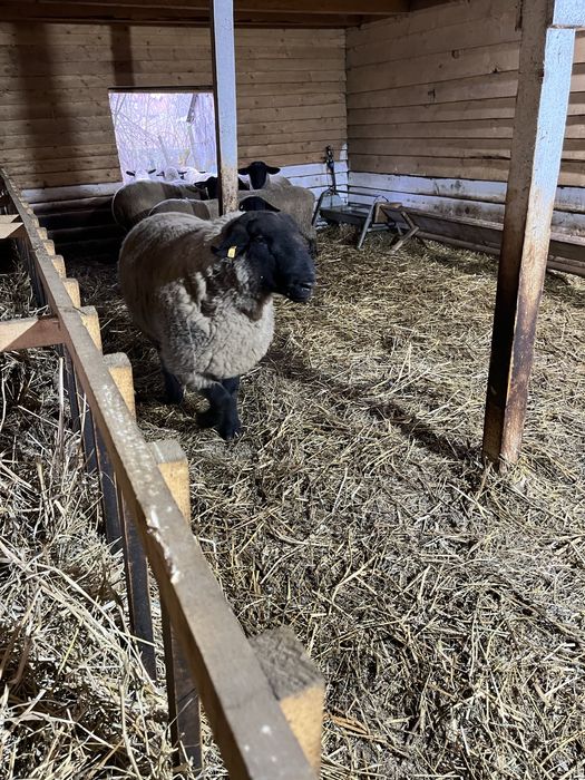 Berbec Suffolk nascut in ianuarie 2023