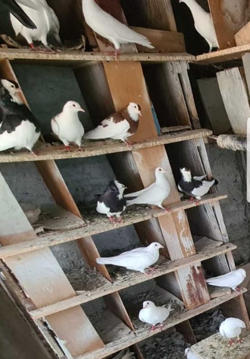 Porumbei rasa / ornament