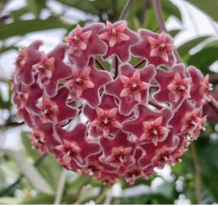 Хойя комнатный цветок