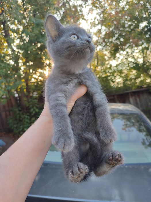 Отдам котят шотландцы