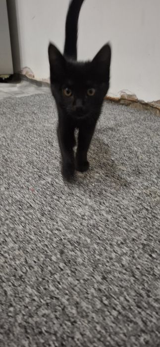 Мушукча яхши кулларга бепул берилади