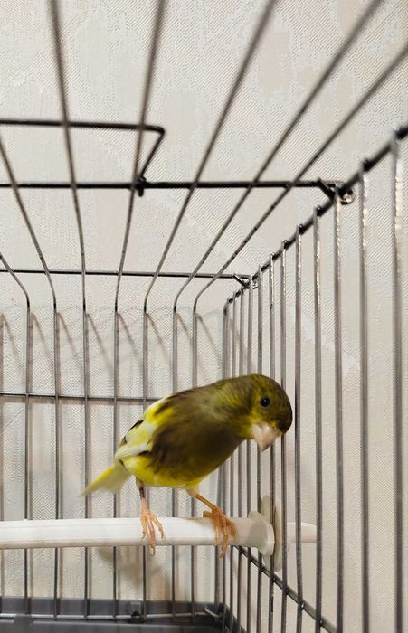 Moda kanarekala sotiladi