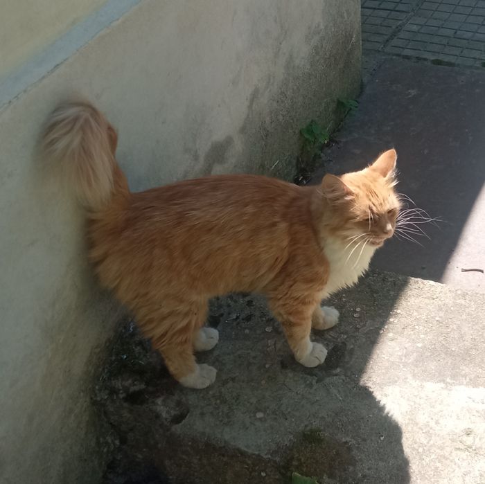 Подарявам красиви котета